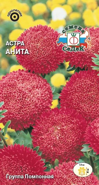 Цветок Астра Анита