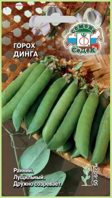 Горох Динга
