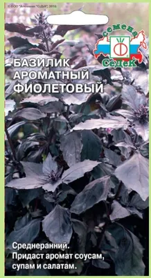 Базилик Фиолетовый СеДеК  — фото 2